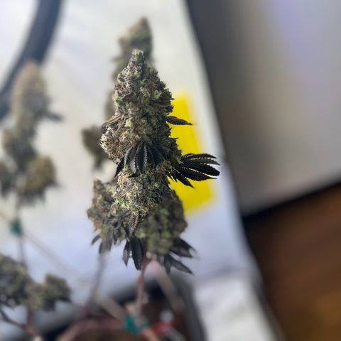 Gelato #33 growlog timeline photo