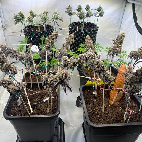 Gelato #33 growlog timeline photo