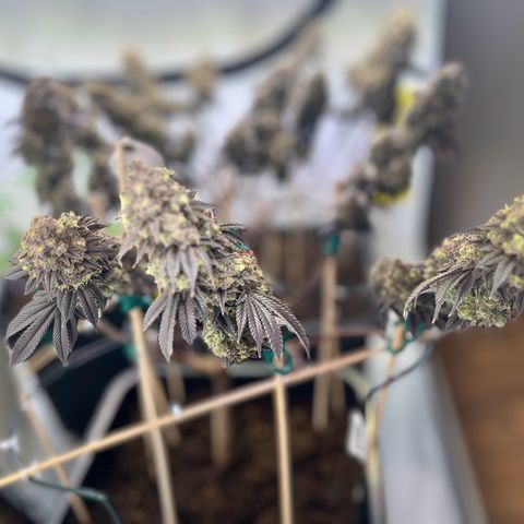 Gelato #33 growlog timeline photo