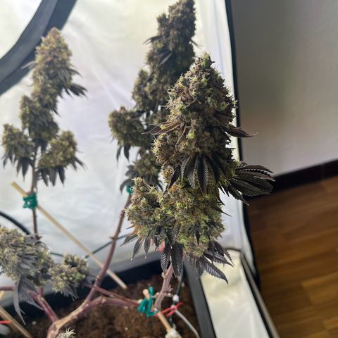 Gelato #33 growlog timeline photo