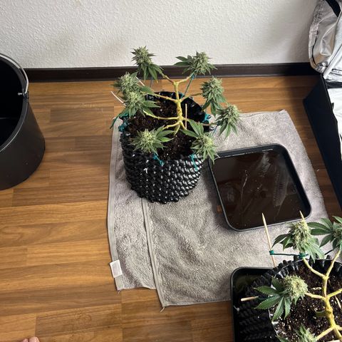 Bruce Banner - Seedstockers growlog timeline photo