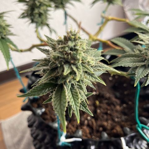 Bruce Banner - Seedstockers growlog timeline photo
