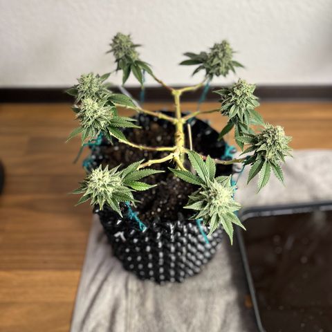 Bruce Banner - Seedstockers growlog timeline photo
