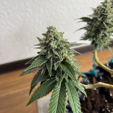 Bruce Banner - Seedstockers growlog timeline photo