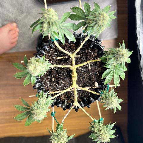 Bruce Banner - Seedstockers growlog timeline photo