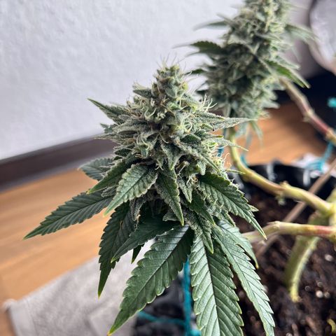 Bruce Banner - Seedstockers growlog timeline photo