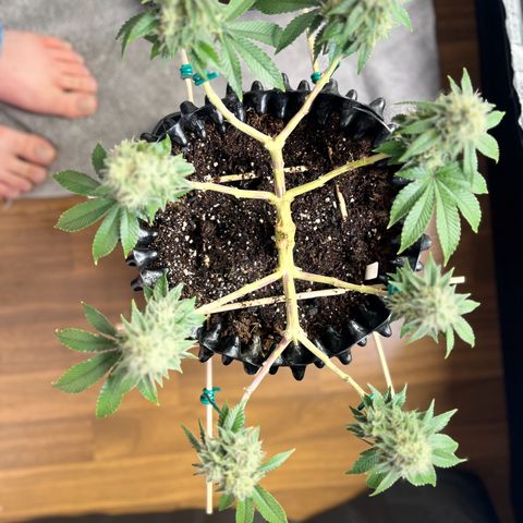 Bruce Banner - Seedstockers growlog timeline photo