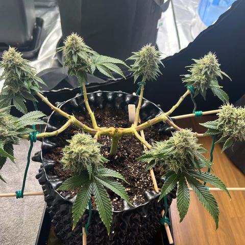 Bruce Banner - Seedstockers growlog timeline photo