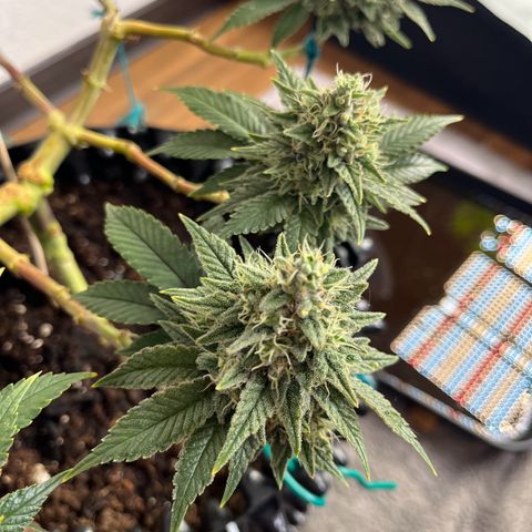 Bruce Banner - Seedstockers growlog timeline photo