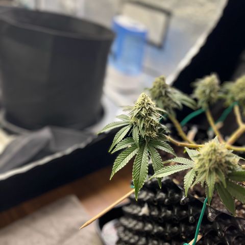 Bruce Banner - Seedstockers growlog timeline photo