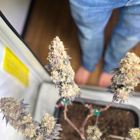Gelato #33 growlog photo: One Last Dance