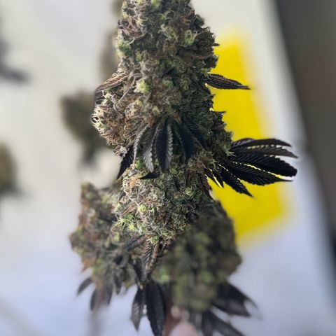 Gelato #33 growlog photo: One Last Dance