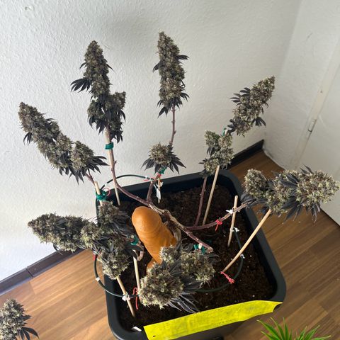 Gelato #33 growlog photo: One Last Dance