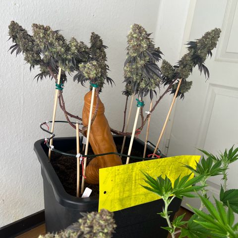 Gelato #33 growlog photo: One Last Dance