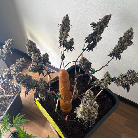 Gelato #33 growlog photo: One Last Dance