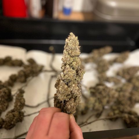 Gelato #33 growlog timeline photo