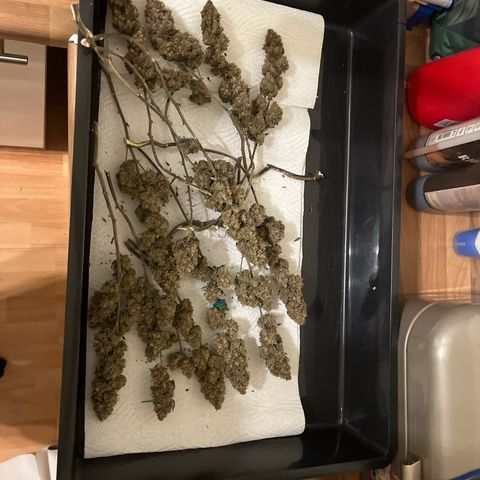 Gelato #33 growlog timeline photo