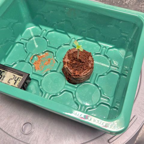  Sweet Mandarine Zkittlez XL Auto #1 Growlog-Foto 3