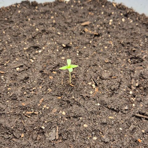  Sweet Mandarine Zkittlez XL Auto #1 growlog photo: 45% RLF und 24°C
Umgetopft in Endtopf, 1 Liter Anguss mit ph 6.6 Wasser inkl. 1ml Root Juice