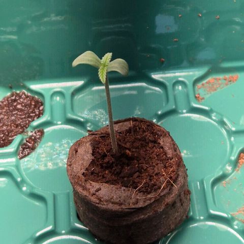Foto 3 del growlog de  Sweet Mandarine Zkittlez XL Auto #2