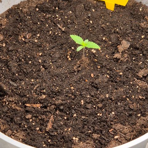  Sweet Mandarine Zkittlez XL Auto #1 growlog timeline photo