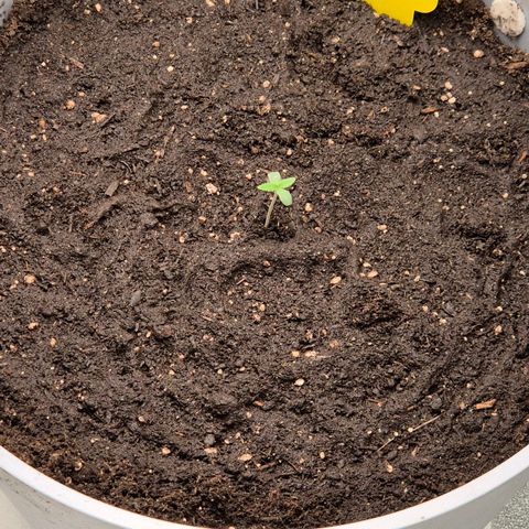  Sweet Mandarine Zkittlez XL Auto #2 growlog timeline photo