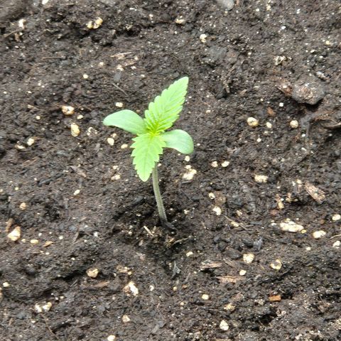  Sweet Mandarine Zkittlez XL Auto #2 growlog timeline photo