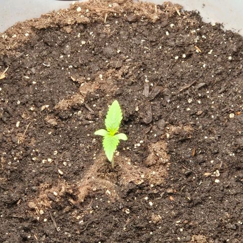  Sweet Mandarine Zkittlez XL Auto #2 growlog timeline photo