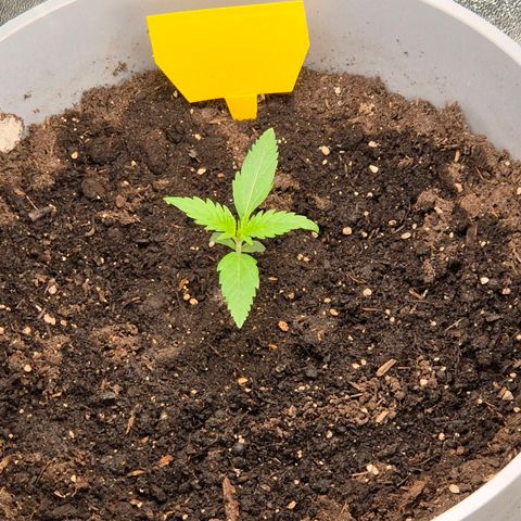  Sweet Mandarine Zkittlez XL Auto #1 growlog timeline photo
