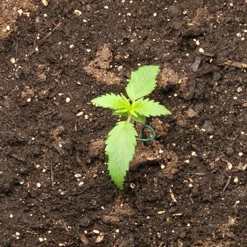 Sweet Mandarine Zkittlez XL Auto #2 growlog timeline photo