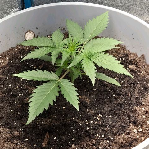  Sweet Mandarine Zkittlez XL Auto #1 growlog timeline photo
