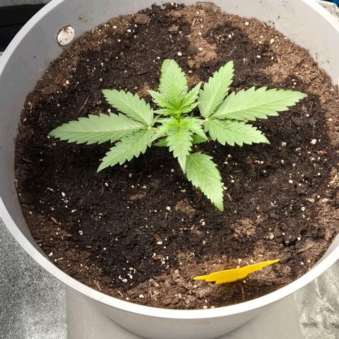  Sweet Mandarine Zkittlez XL Auto #2 growlog timeline photo