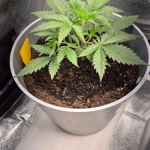  Sweet Mandarine Zkittlez XL Auto #1 growlog timeline photo