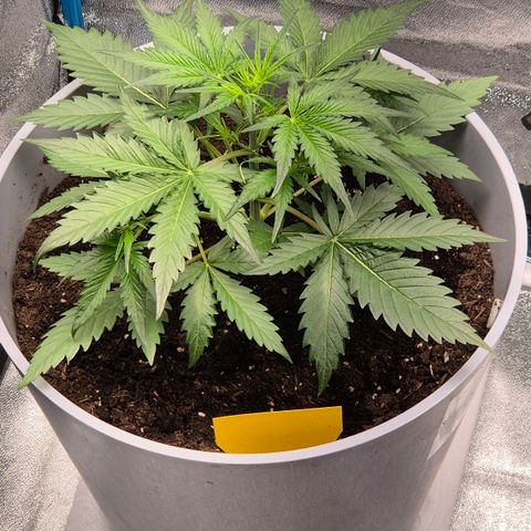  Sweet Mandarine Zkittlez XL Auto #1 growlog timeline photo