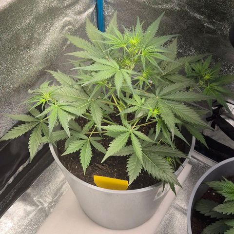  Sweet Mandarine Zkittlez XL Auto #1 growlog timeline photo