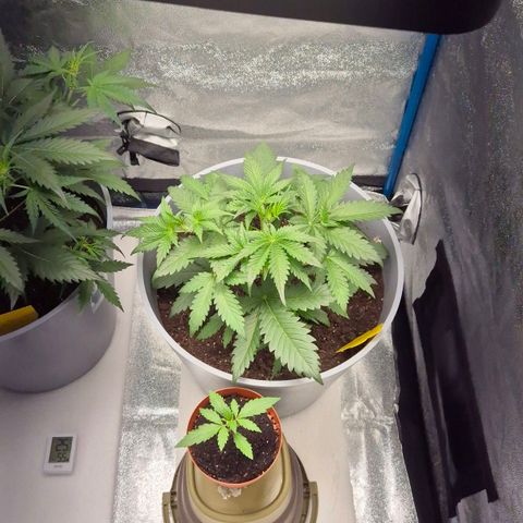  Sweet Mandarine Zkittlez XL Auto #2 growlog timeline photo