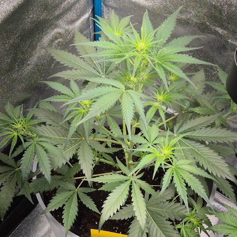  Sweet Mandarine Zkittlez XL Auto #1 growlog timeline photo