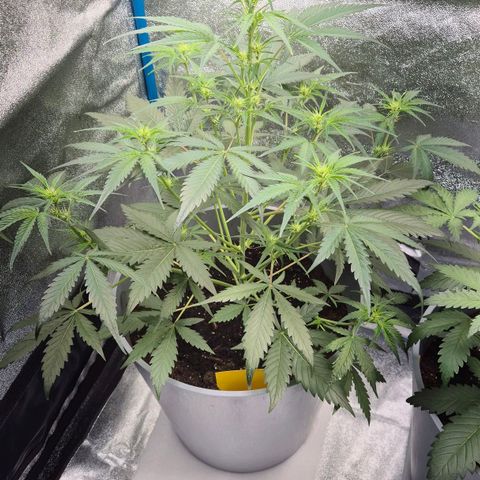  Sweet Mandarine Zkittlez XL Auto #1 growlog timeline photo