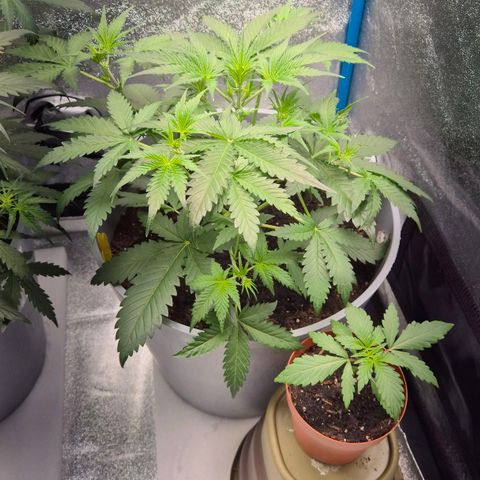  Sweet Mandarine Zkittlez XL Auto #2 growlog timeline photo