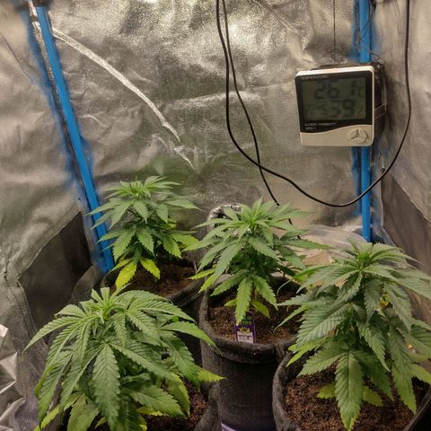 Black Jack growlog timeline photo