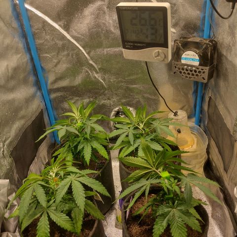 Black Jack growlog timeline photo