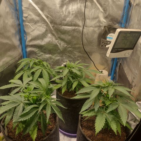 Black Jack growlog timeline photo
