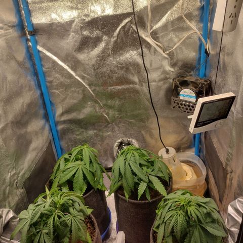 Black Jack growlog timeline photo