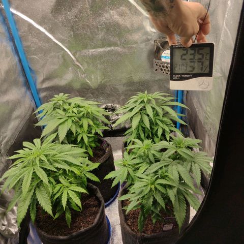Black Jack growlog timeline photo