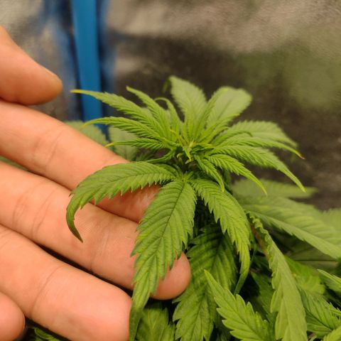 Black Jack growlog timeline photo