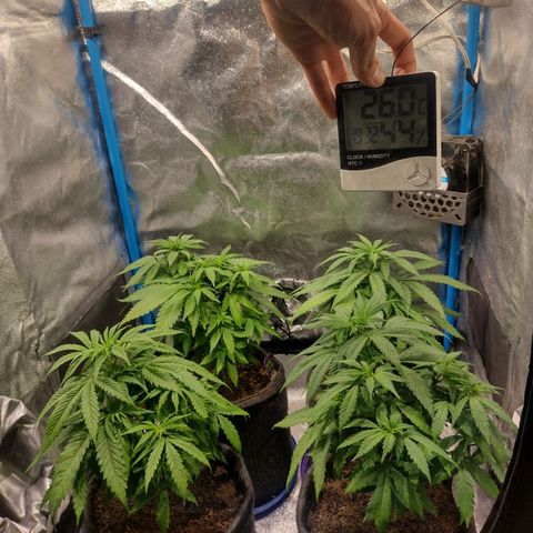 Black Jack growlog timeline photo