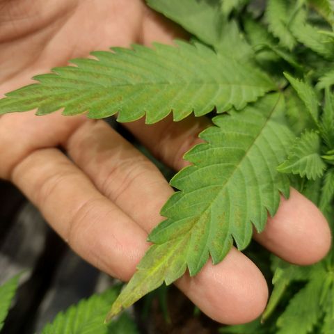 Black Jack growlog timeline photo