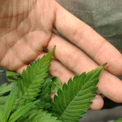 Black Jack growlog timeline photo