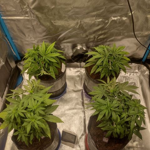 Black Jack growlog timeline photo