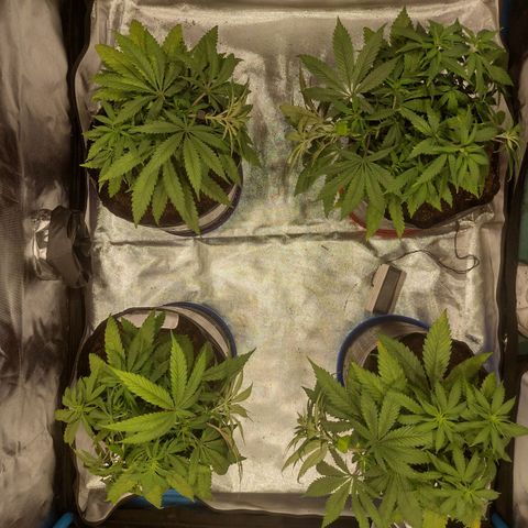 Black Jack growlog timeline photo